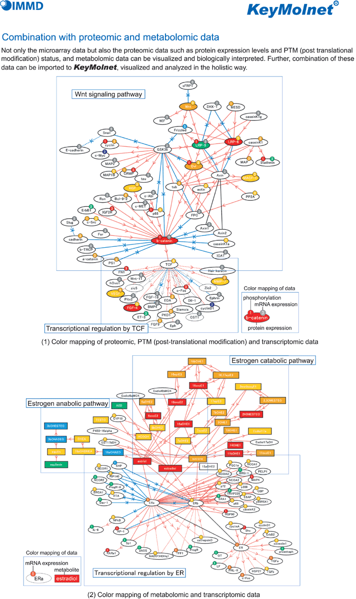 Not only the microarray data but also the proteomic data such as protein expression levels and PTM (post translational modification) status, and metabolomic data can be visualized and biologically interpreted. Further, combination of these data can be imported to KeyMolnet, visualized and analyzed in the holistic way